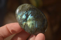 Polished  Flashy Labradorite Palm Stones  x 12 From Madagascar