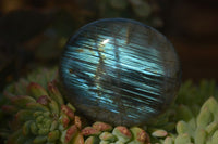 Polished  Flashy Labradorite Palm Stones  x 12 From Madagascar