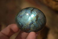 Polished  Flashy Labradorite Palm Stones  x 12 From Madagascar