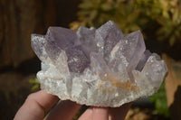 Natural Jacaranda Amethyst Clusters x 2 From Zambia