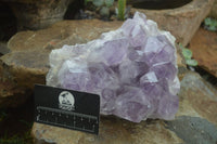 Natural Large Jacaranda Amethyst Crystal Cluster  x 1 From Mumbwa, Zambia - Toprock Gemstones and Minerals 