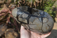 Polished Septerye Sauvage Dragon Egg x 1 From Mahajanga, Madagascar