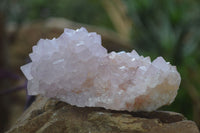 Natural Spirit Cactus Flower Quartz Clusters x 6 From Boekenhouthoek, South Africa