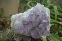 Natural Large Jacaranda Amethyst Crystal Cluster  x 1 From Mumbwa, Zambia - Toprock Gemstones and Minerals 