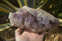 Natural Jacaranda Amethyst Clusters x 2 From Zambia