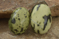 Polished Spotted Leopard Stone Gallets  x 12 From Zimbabwe