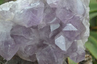 Natural Large Jacaranda Amethyst Crystal Cluster  x 1 From Mumbwa, Zambia - Toprock Gemstones and Minerals 