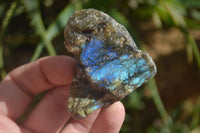 Natural Rough Labradorite Cobbed Specimens  x 35 From Tulear, Madagascar - Toprock Gemstones and Minerals 