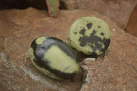 Polished Spotted Leopard Stone Gallets  x 12 From Zimbabwe