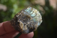 Natural Rough Labradorite Cobbed Specimens  x 35 From Tulear, Madagascar - Toprock Gemstones and Minerals 