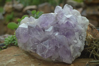 Natural Large Jacaranda Amethyst Crystal Cluster  x 1 From Mumbwa, Zambia - Toprock Gemstones and Minerals 