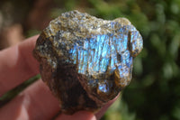 Natural Rough Labradorite Cobbed Specimens  x 35 From Tulear, Madagascar - Toprock Gemstones and Minerals 