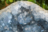 Natural Extra Large Blue Celestite Geode Specimen  x 1 From Sakoany, Madagascar