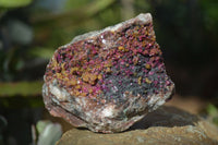 Natural Pink Salrose Cobaltion Dolomite Specimens x 6 From Kakanda, Congo