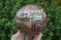 Polished Petrified Podocarpus Wood Sphere & Stand  x 2 From Mahajanga, Madagascar - Toprock Gemstones and Minerals 