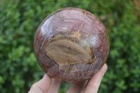 Polished Petrified Podocarpus Wood Sphere & Stand  x 2 From Mahajanga, Madagascar - Toprock Gemstones and Minerals 