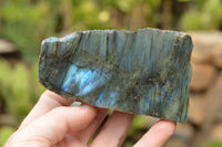 Polished One Side Polished Labradorite Slices  x 8 From Tulear, Madagascar - TopRock