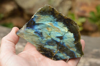 Polished One Side Polished Labradorite Slices  x 8 From Tulear, Madagascar - TopRock