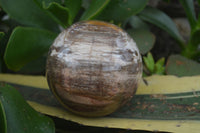 Polished Petrified Podocarpus Wood Sphere & Stand  x 2 From Mahajanga, Madagascar - Toprock Gemstones and Minerals 