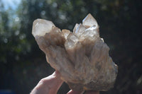 Natural Cascading White Phantom Smokey Quartz Cluster  x 1 From Congo - Toprock Gemstones and Minerals 