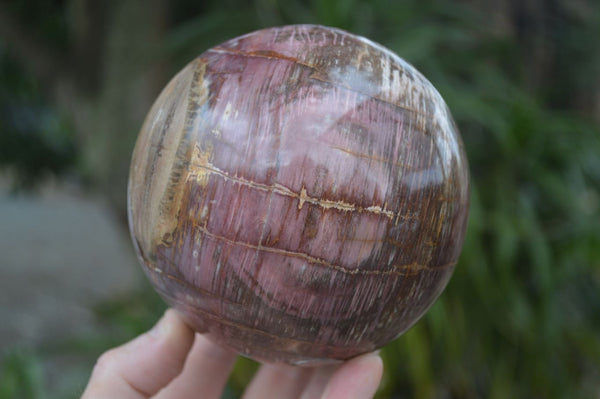 Polished Petrified Podocarpus Wood Sphere & Stand  x 2 From Mahajanga, Madagascar - Toprock Gemstones and Minerals 