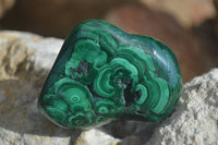 Polished Malachite Free Forms With Stunning Flower & Banding Patterns x 6 From Congo - Toprock Gemstones and Minerals 