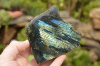 Polished One Side Polished Labradorite Slices  x 8 From Tulear, Madagascar - TopRock