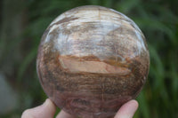 Polished Petrified Podocarpus Wood Sphere & Stand  x 2 From Mahajanga, Madagascar - Toprock Gemstones and Minerals 