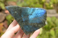 Polished One Side Polished Labradorite Slices  x 8 From Tulear, Madagascar - TopRock