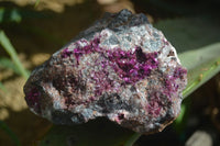 Natural Pink Salrose Cobaltion Dolomite Specimens  x 6 From Kakanda, Congo - Toprock Gemstones and Minerals 