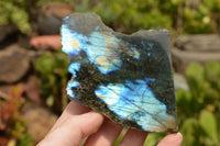 Polished One Side Polished Labradorite Slices  x 8 From Tulear, Madagascar - TopRock