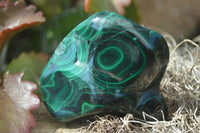 Polished Malachite Free Forms With Stunning Flower & Banding Patterns x 6 From Congo - Toprock Gemstones and Minerals 