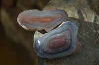 Polished Red Sashe River Agate Nodules x 12 From Sashe River, Zimbabwe