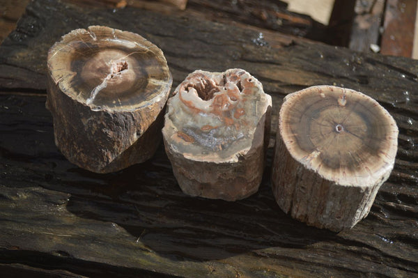 Polished Petrified Wood Branch Pieces x 3 From Gokwe, Zimbabwe