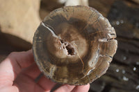 Polished Petrified Wood Branch Pieces x 3 From Gokwe, Zimbabwe