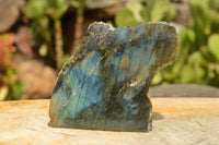 Polished One Side Polished Labradorite Slices  x 8 From Tulear, Madagascar - TopRock