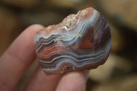 Polished Red Sashe River Agate Nodules x 12 From Sashe River, Zimbabwe