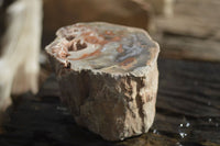 Polished Petrified Wood Branch Pieces x 3 From Gokwe, Zimbabwe