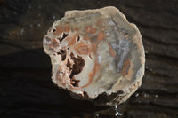 Polished Petrified Wood Branch Pieces x 3 From Gokwe, Zimbabwe