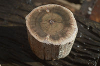 Polished Petrified Wood Branch Pieces x 3 From Gokwe, Zimbabwe