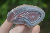 Polished Stunning Banded River Agate Nodules  x 12 From Sashe River, Zimbabwe - Toprock Gemstones and Minerals 