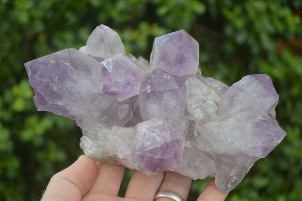 Natural Jacaranda Amethyst Clusters x 2 From Zambia