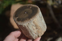 Polished Petrified Wood Branch Pieces x 3 From Gokwe, Zimbabwe