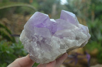 Natural Jacaranda Amethyst Clusters x 2 From Zambia