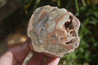 Polished Petrified Wood Branch Pieces x 3 From Gokwe, Zimbabwe