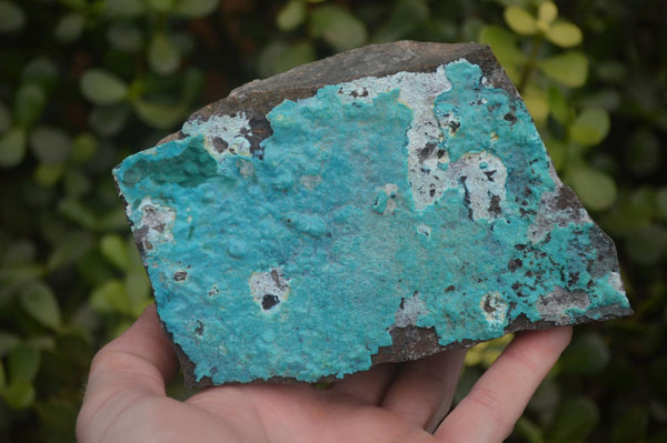 Natural Silica Chrysocolla On Dolomite Matrix Specimens x 2 From Congo