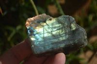 Polished One Side Polished Labradorite Slices  x 12 From Tulear, Madagascar - Toprock Gemstones and Minerals 