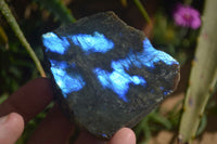 Polished One Side Polished Labradorite Slices  x 12 From Tulear, Madagascar - Toprock Gemstones and Minerals 