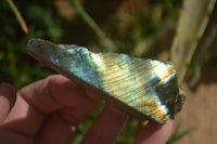 Polished One Side Polished Labradorite Slices  x 12 From Tulear, Madagascar - Toprock Gemstones and Minerals 