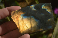 Polished One Side Polished Labradorite Slices  x 12 From Tulear, Madagascar - Toprock Gemstones and Minerals 